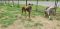 . Mahogany Small NYC Dobie .