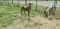 . Mahogany Small NYC Dobie .
