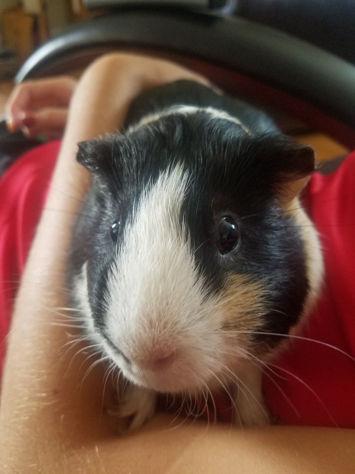 Guinea Pig For Adoption Herbert A Guinea Pig Short Haired Mix