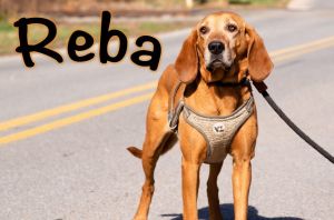 REBA