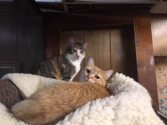 Freckles, Ivy, and Daffodil, an adoptable Domestic Medium Hair in Saint Paul, MN, 55105 | Photo Image 2