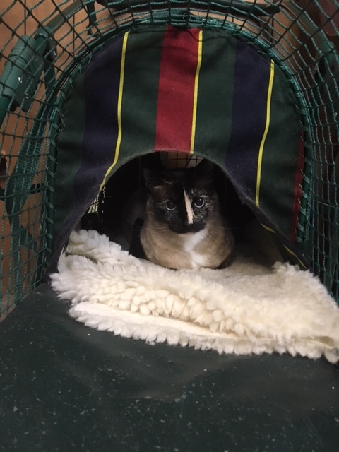 Freckles, Ivy, and Daffodil, an adoptable Domestic Medium Hair in Saint Paul, MN, 55105 | Photo Image 3