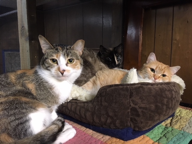 Freckles, Ivy, and Daffodil, an adoptable Domestic Medium Hair in Saint Paul, MN, 55105 | Photo Image 1