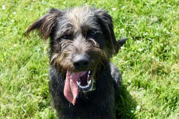 Sirius, an adoptable Schnauzer Mix in Lake Odessa, MI