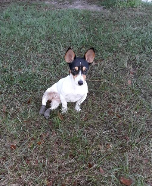 Dog For Adoption Ruby A Jack Russell Terrier Mix In Morriston