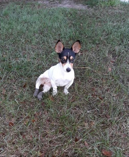 Dog For Adoption Ruby A Jack Russell Terrier Mix In Morriston