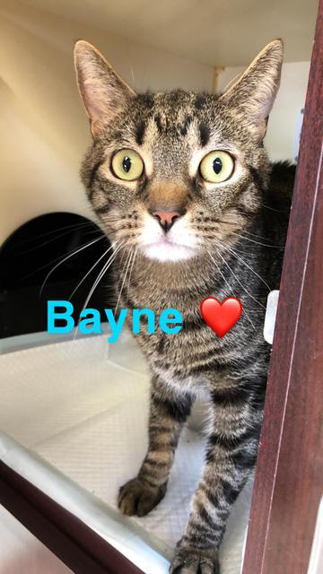 Bayne - at Lebanon PetSmart!