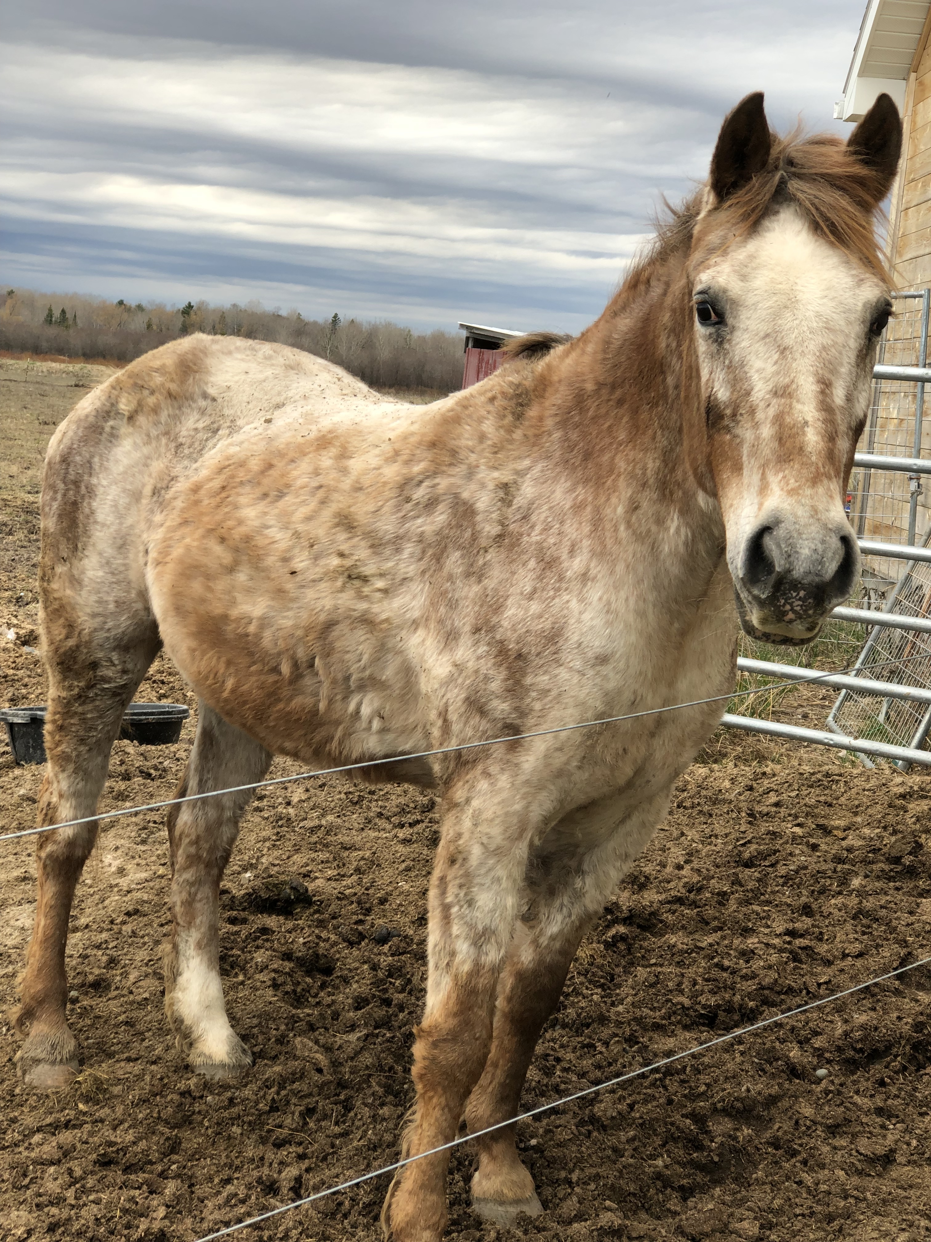 Horse for adoption - Appaloosa & Quarterhorse Mix in Sault Sainte MI | Petfinder