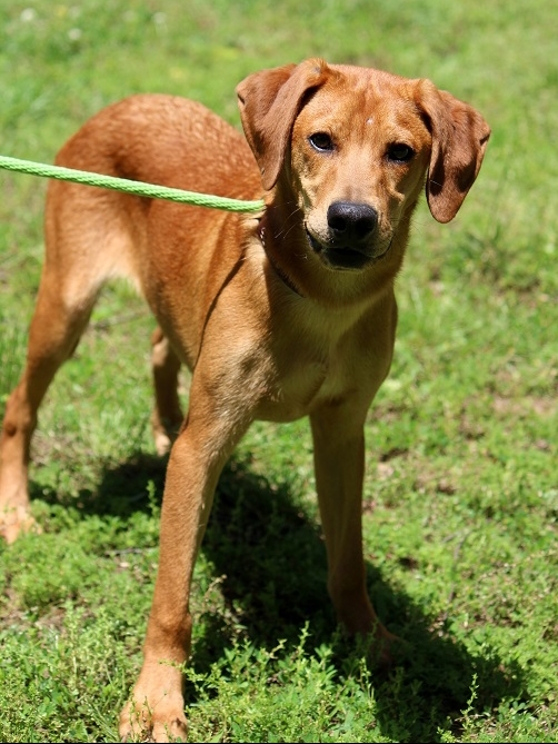 Dog For Adoption Gibbs B Sweet Boy 25lbs A Golden