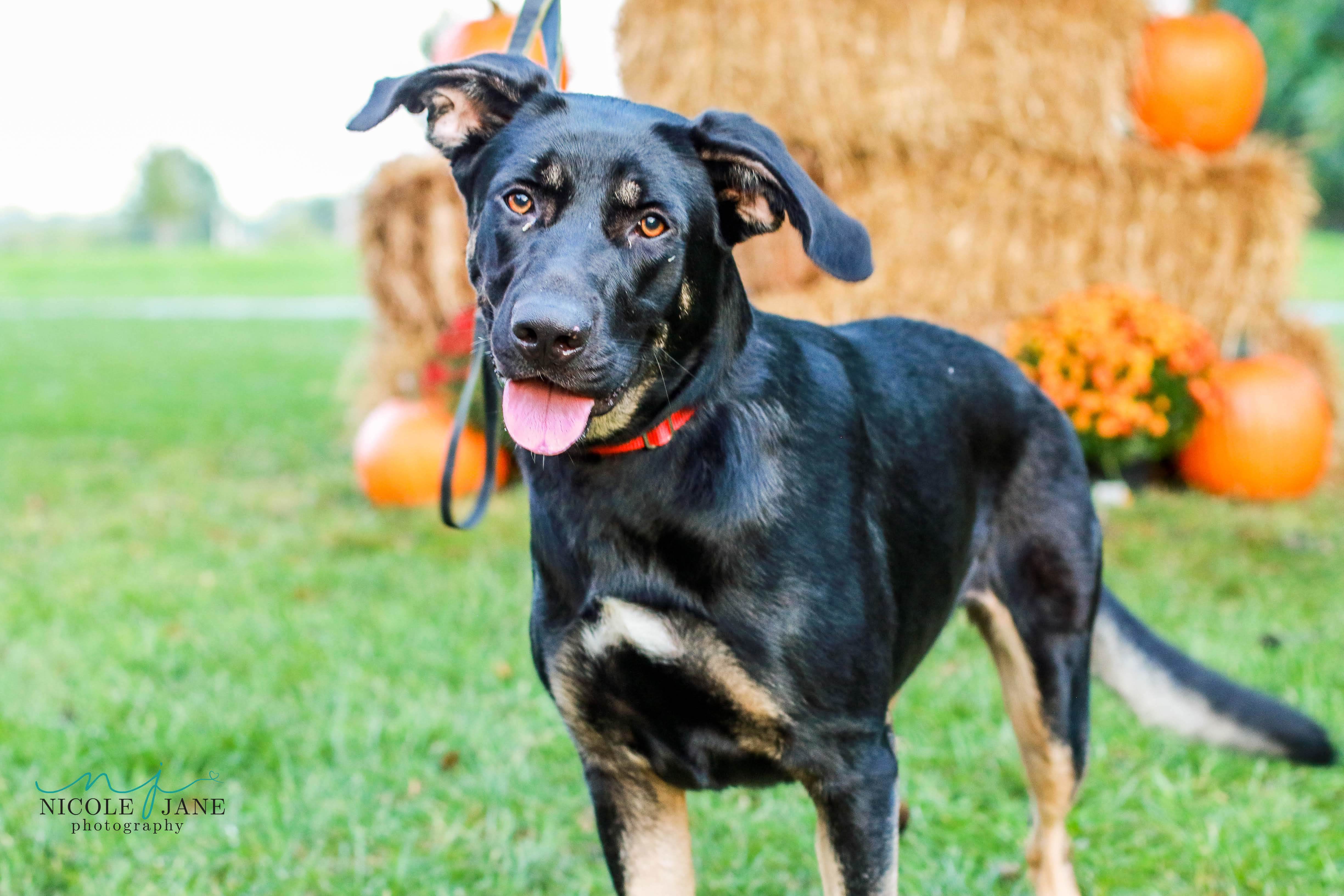 Eleanor, an adoptable Shepherd in Springfield, MO, 65804 | Photo Image 1