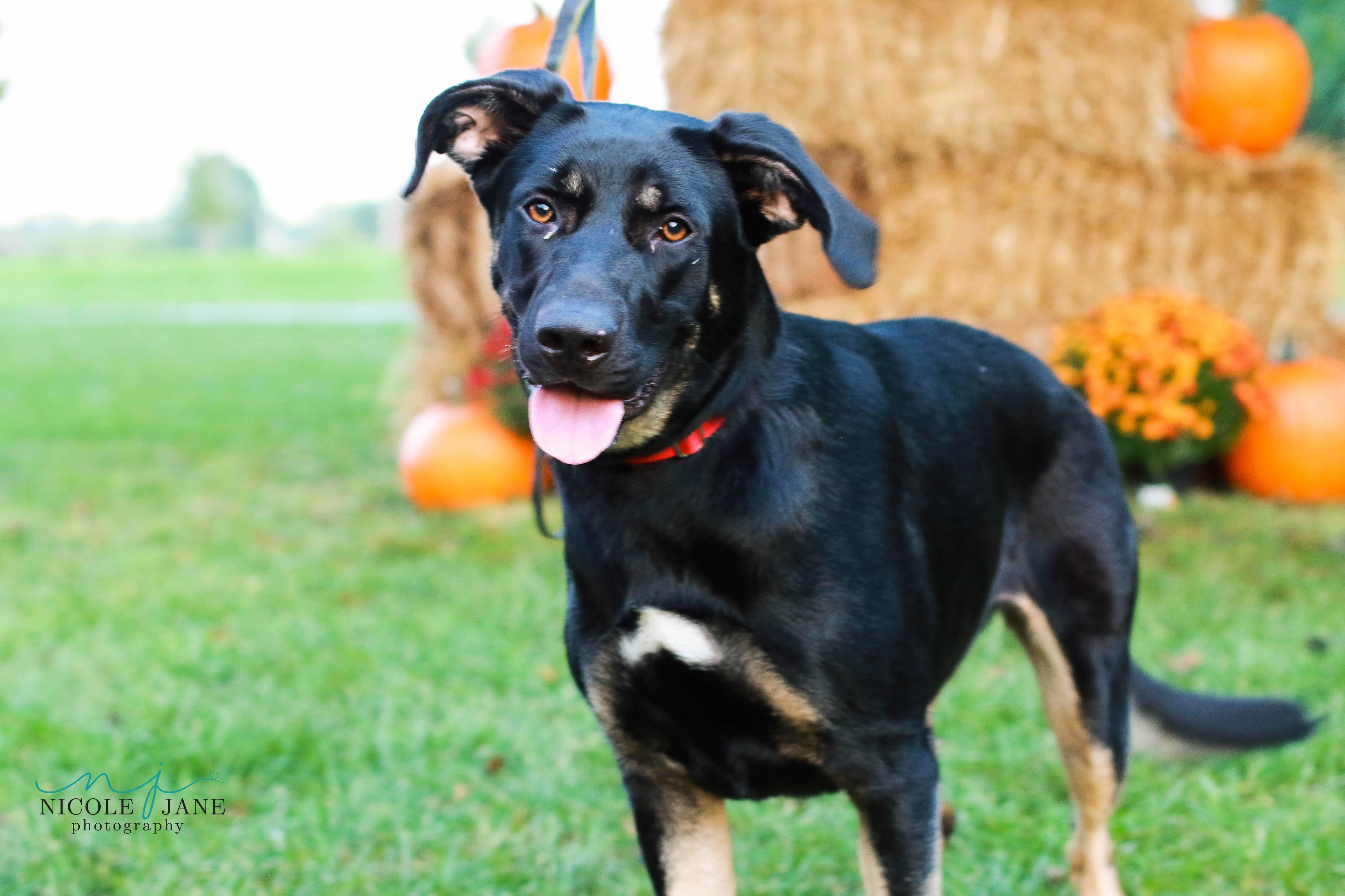 Eleanor, an adoptable Shepherd in Springfield, MO, 65804 | Photo Image 2