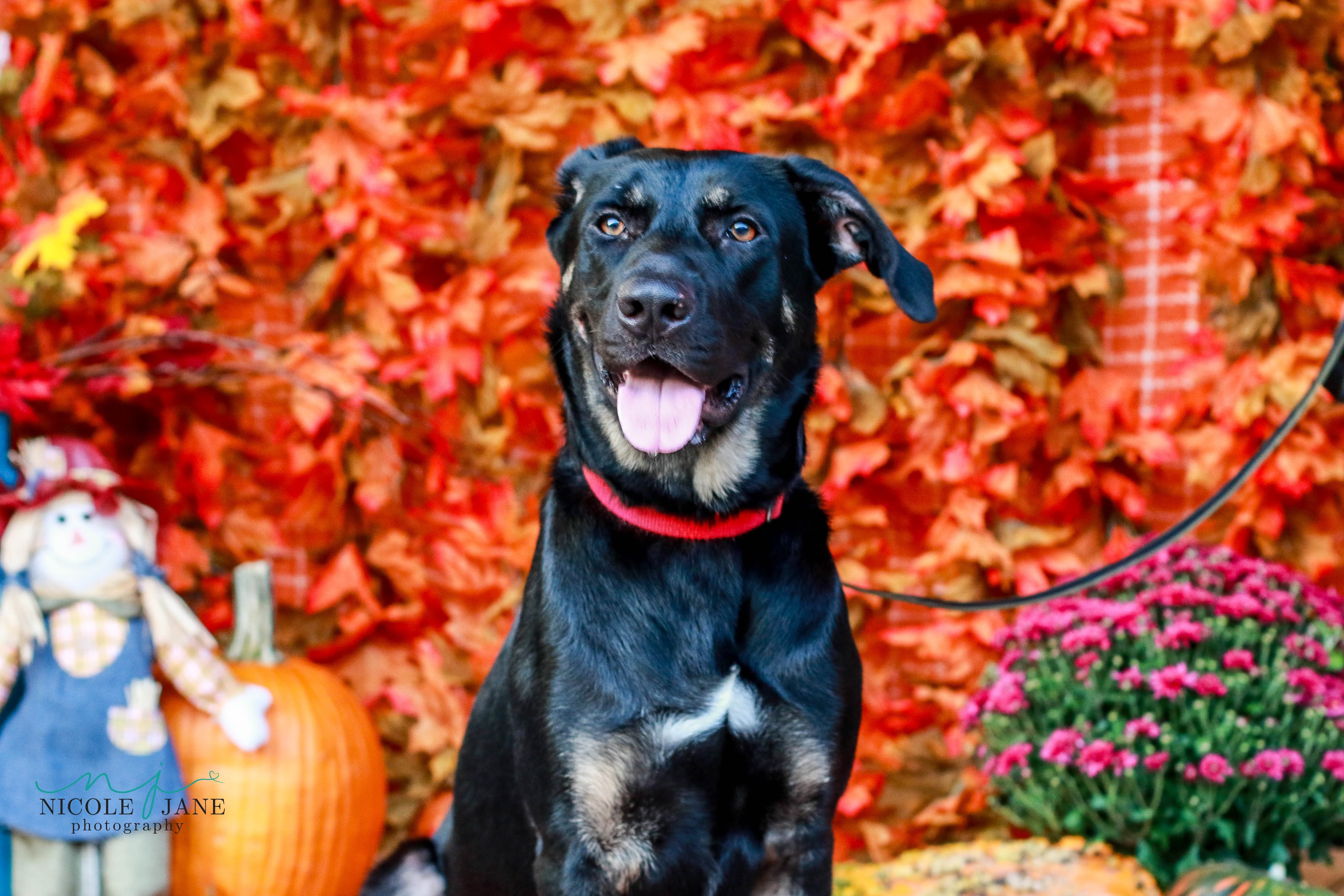 Eleanor, an adoptable Shepherd in Springfield, MO, 65804 | Photo Image 3