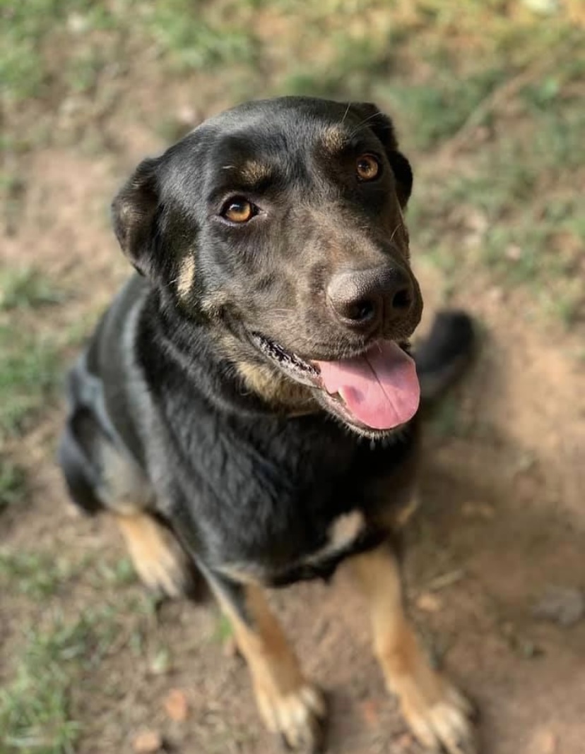 Eleanor, an adoptable Shepherd in Springfield, MO, 65804 | Photo Image 4