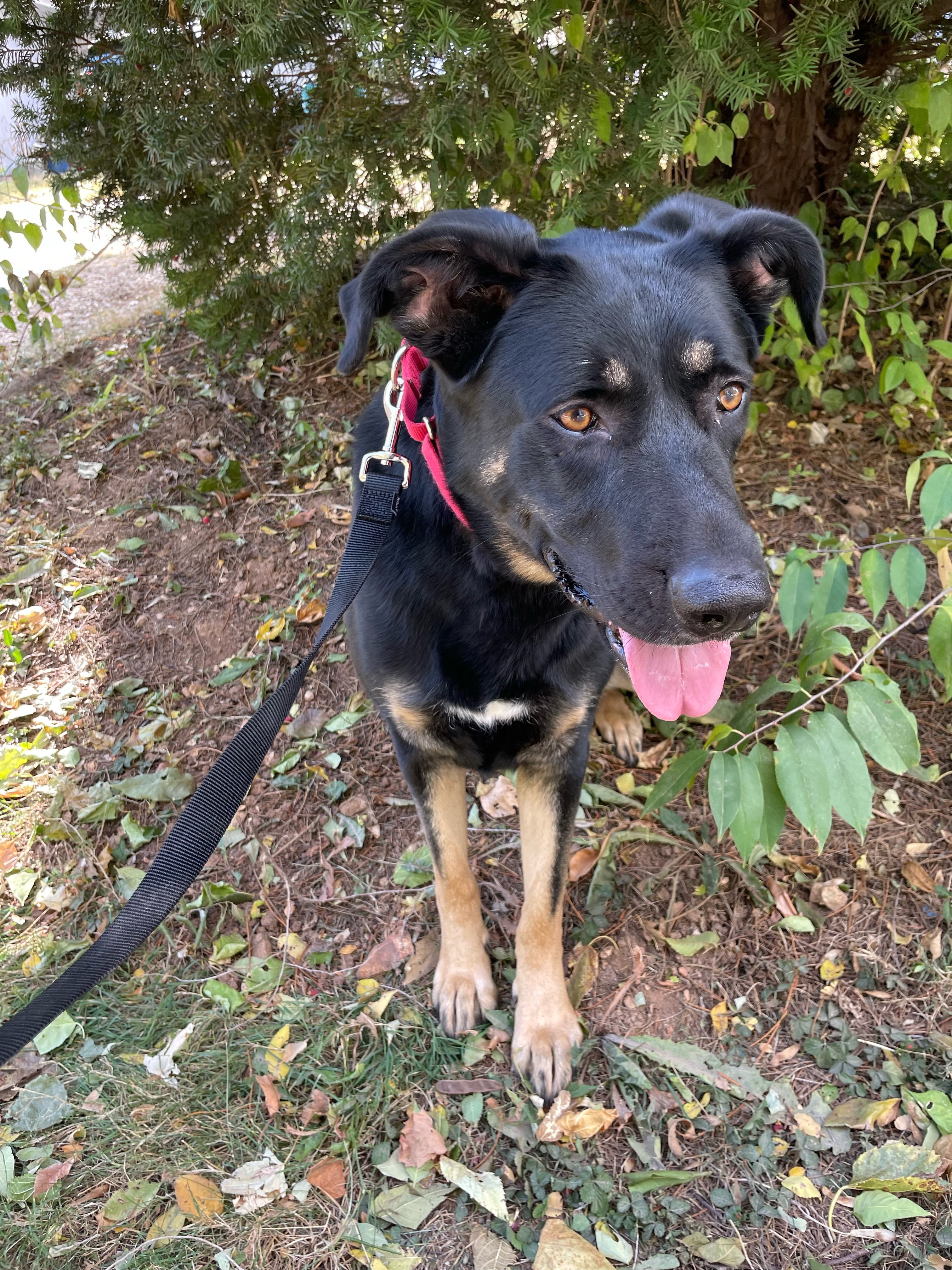 Eleanor, an adoptable Shepherd in Springfield, MO, 65804 | Photo Image 5