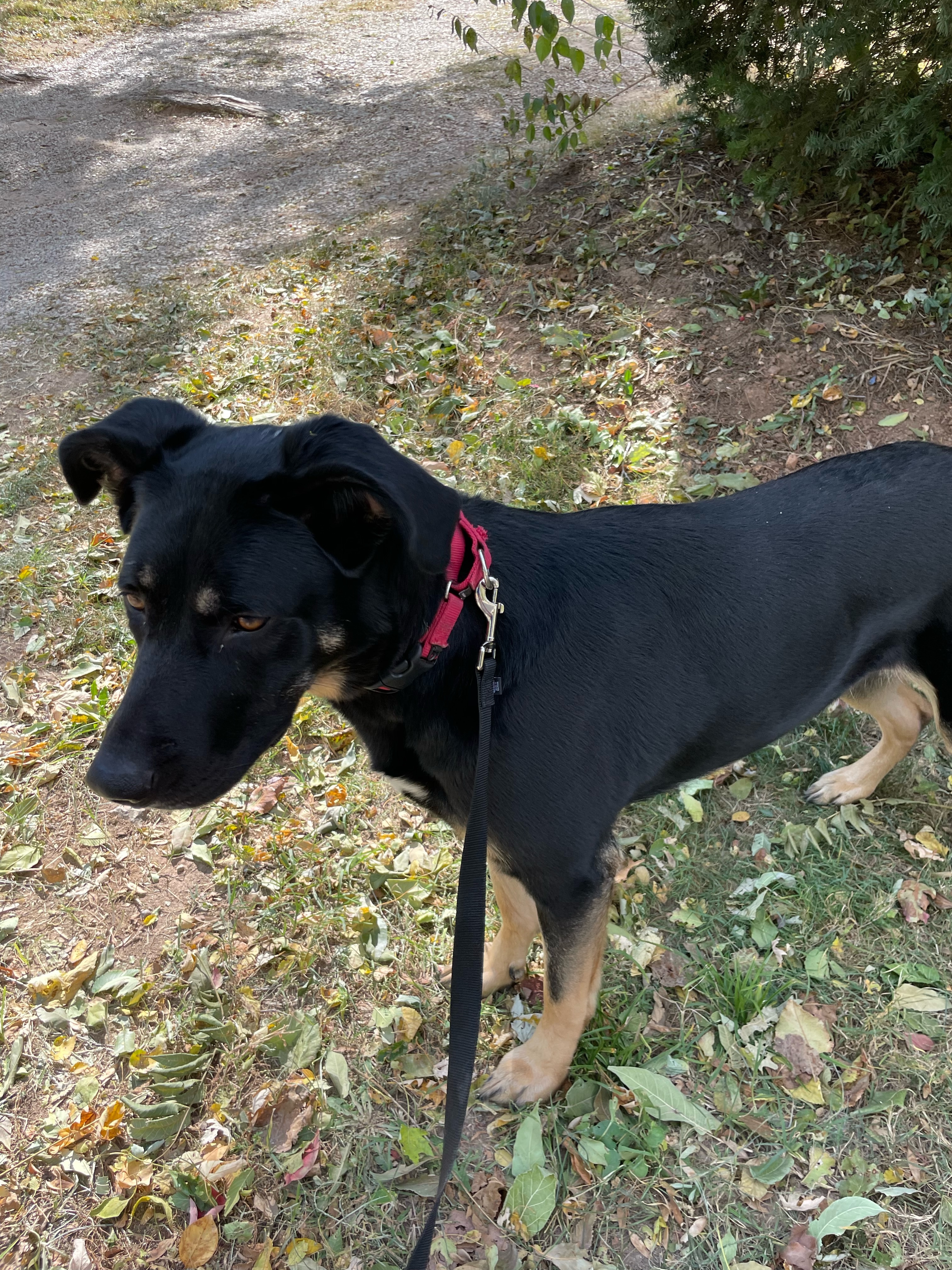 Eleanor, an adoptable Shepherd in Springfield, MO, 65804 | Photo Image 6