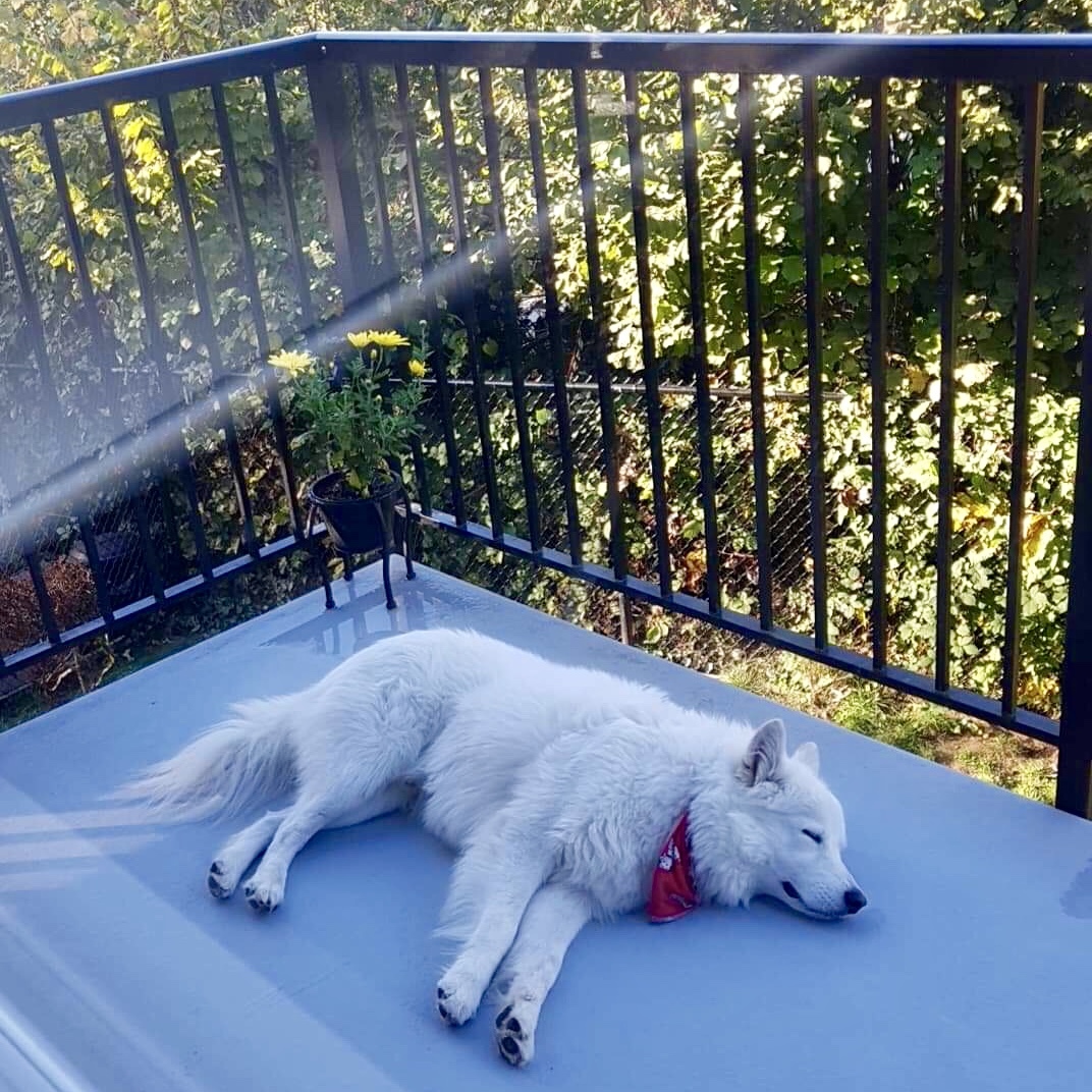 Rocky (prev. Baloo), an adoptable Samoyed in Chilliwack, BC, V2R 1S8 | Photo Image 2