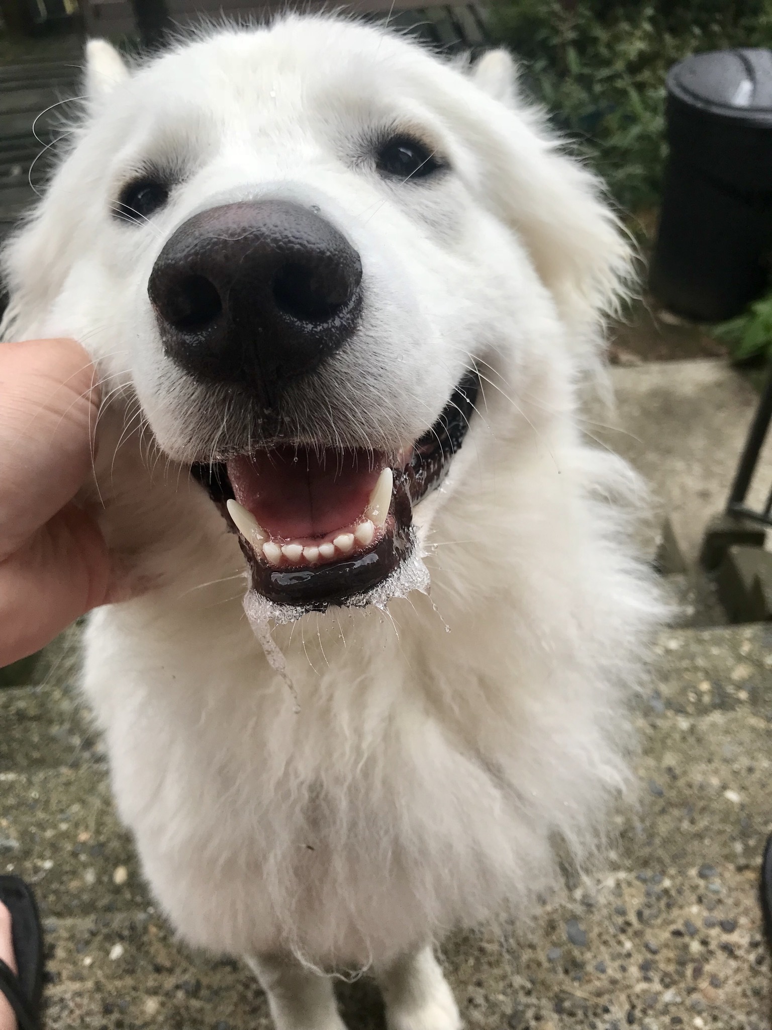 Baloo (aka Rocky), an adoptable Samoyed in Chilliwack, BC, V2R 1S8 | Photo Image 4