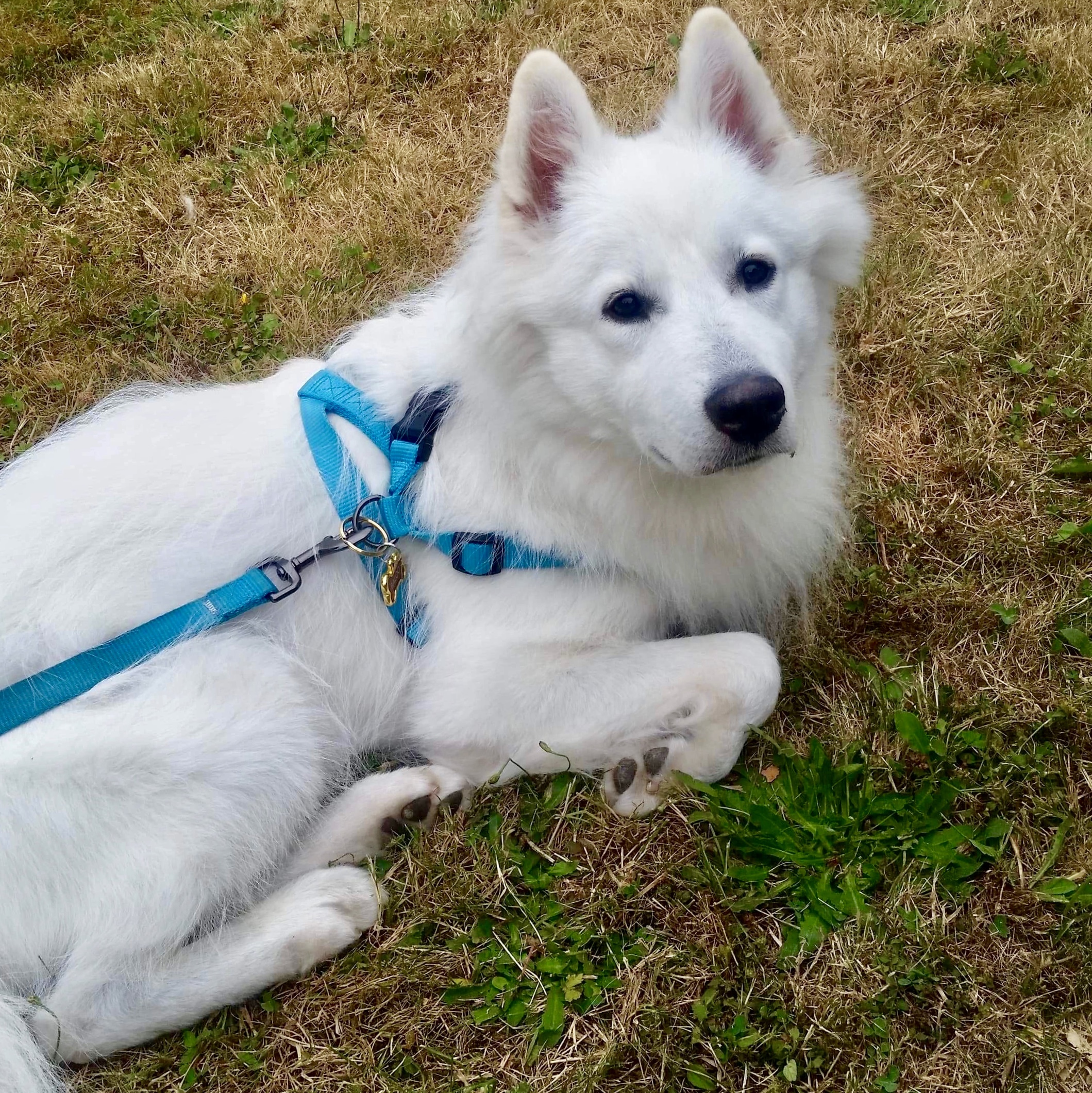 Baloo (aka Rocky), an adoptable Samoyed in Chilliwack, BC, V2R 1S8 | Photo Image 6