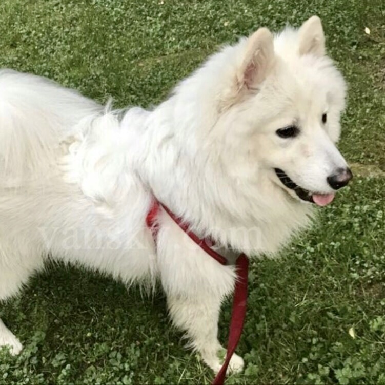 Baloo (aka Rocky), an adoptable Samoyed in Chilliwack, BC, V2R 1S8 | Photo Image 8