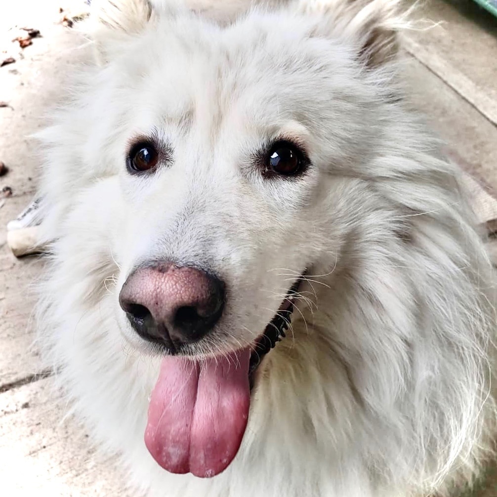 Rocky (prev. Baloo), an adoptable Samoyed in Chilliwack, BC, V2R 1S8 | Photo Image 1