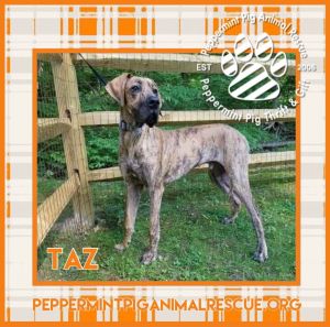 Taz ADOPTION PENDING