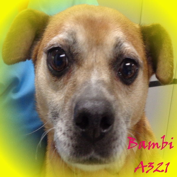Labrador Miniature Pinscher Mix All Miniature