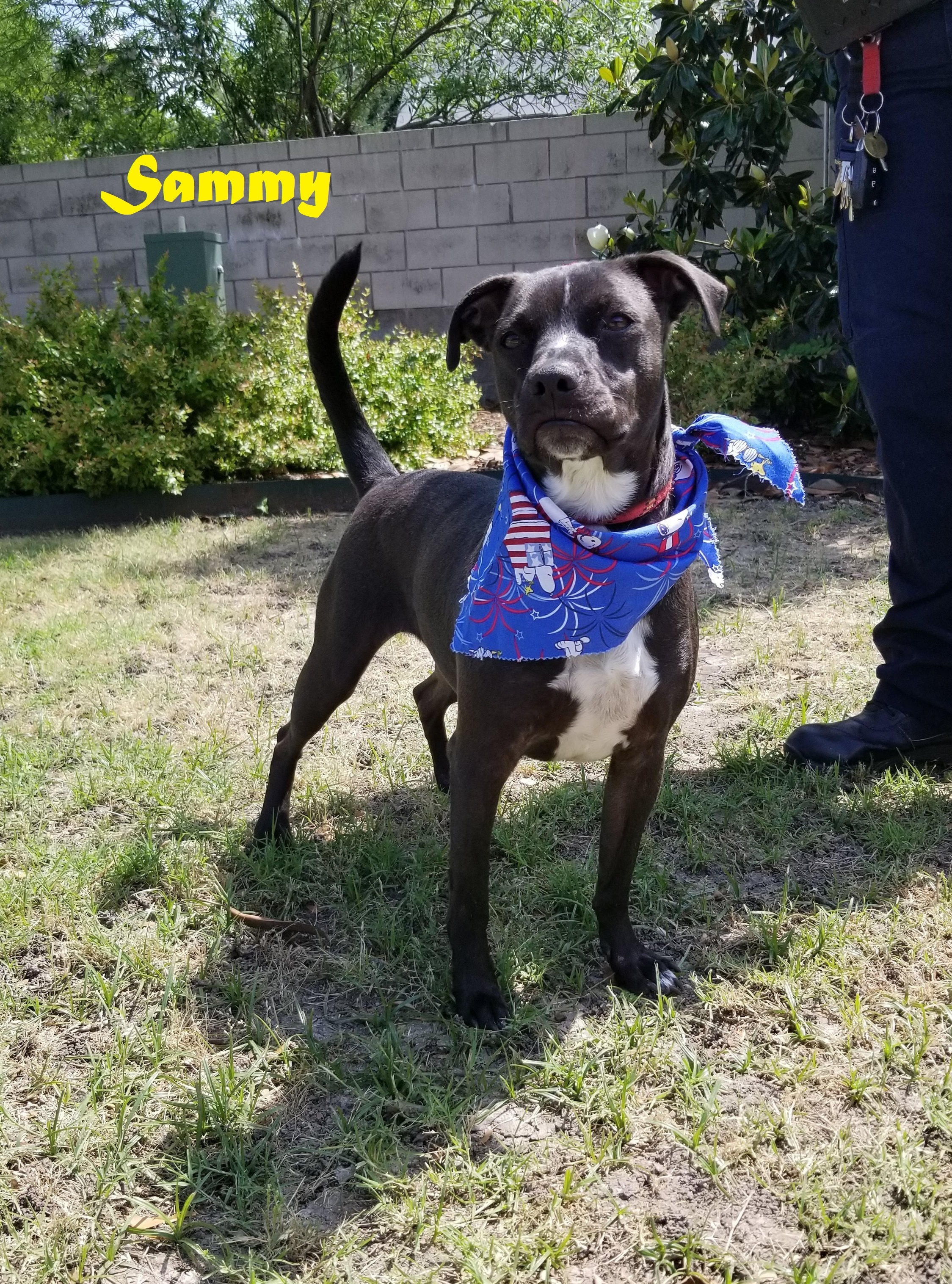 Sammy, an adoptable Labrador Retriever in Allen, TX, 75002 | Photo Image 3