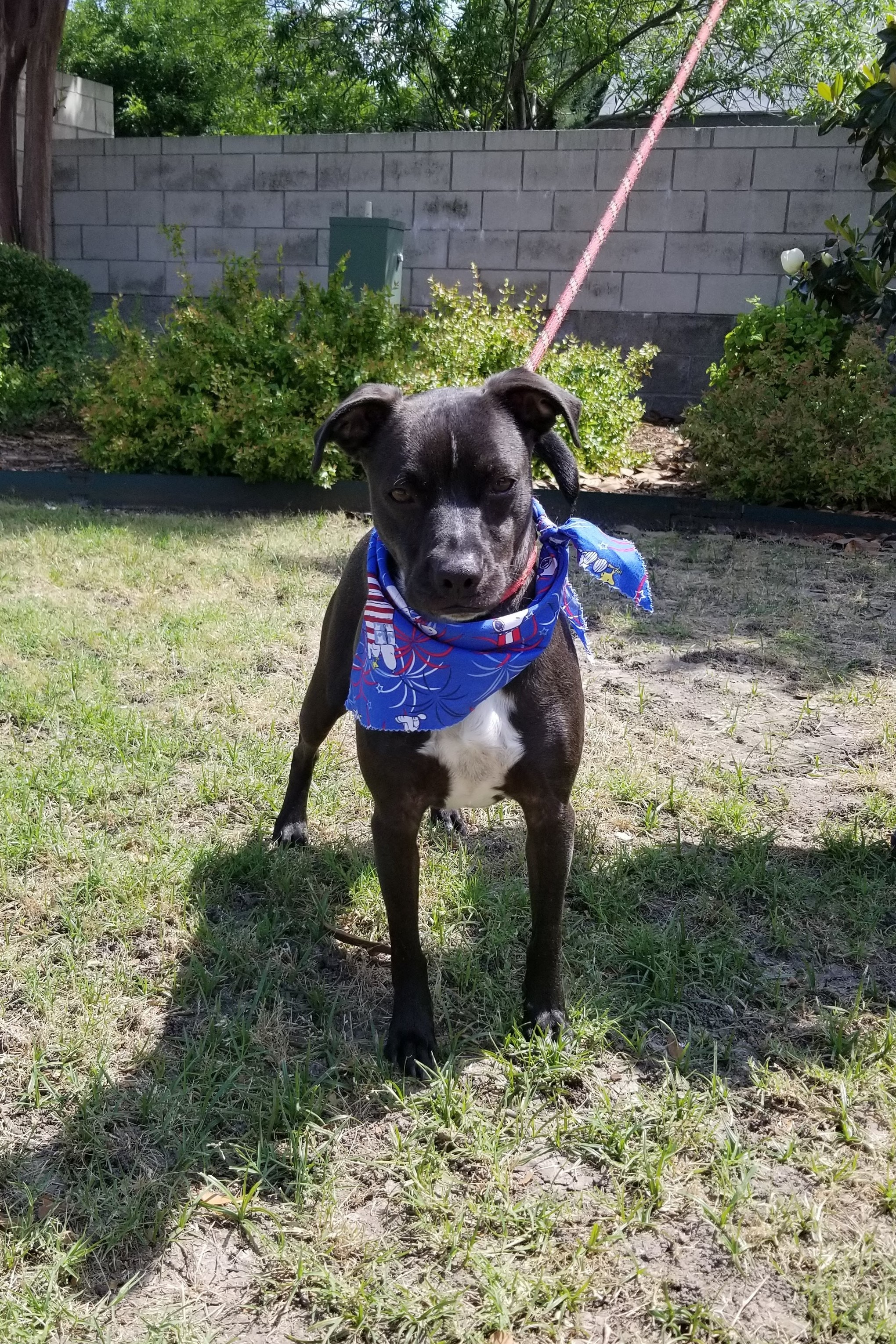 Sammy, an adoptable Labrador Retriever in Allen, TX, 75002 | Photo Image 4