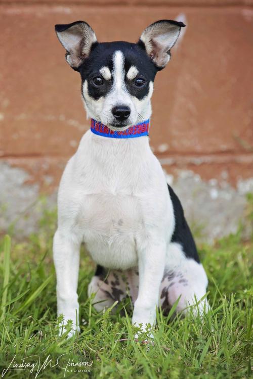 miniature fox terrier chihuahua mix