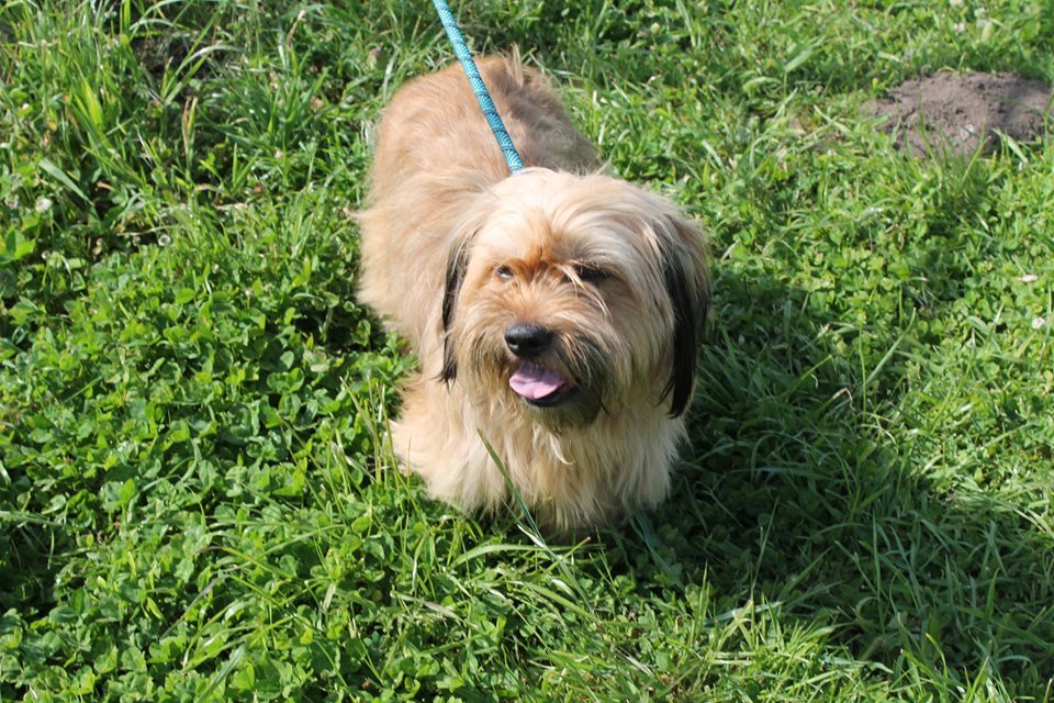 Mavis, an adoptable Terrier, Poodle in Puyallup, WA, 98372 | Photo Image 1