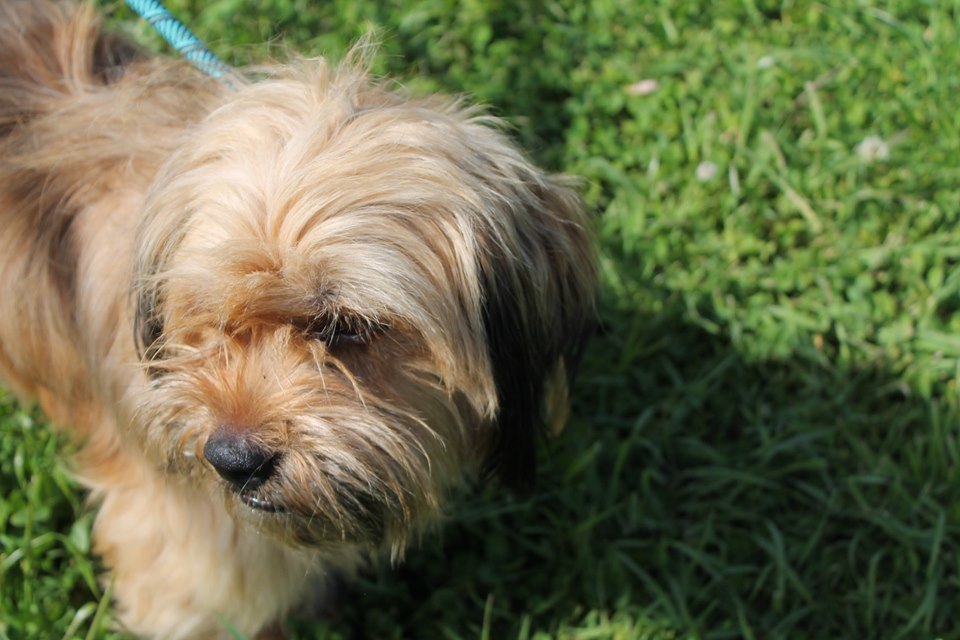 Mavis, an adoptable Terrier, Poodle in Puyallup, WA, 98372 | Photo Image 2