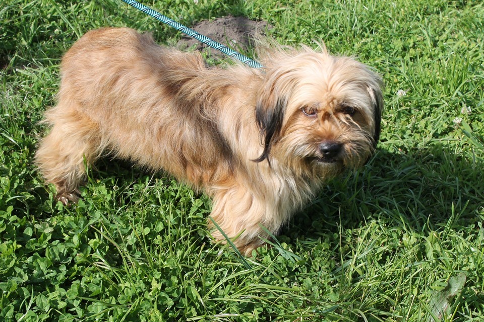 Mavis, an adoptable Terrier, Poodle in Puyallup, WA, 98372 | Photo Image 3