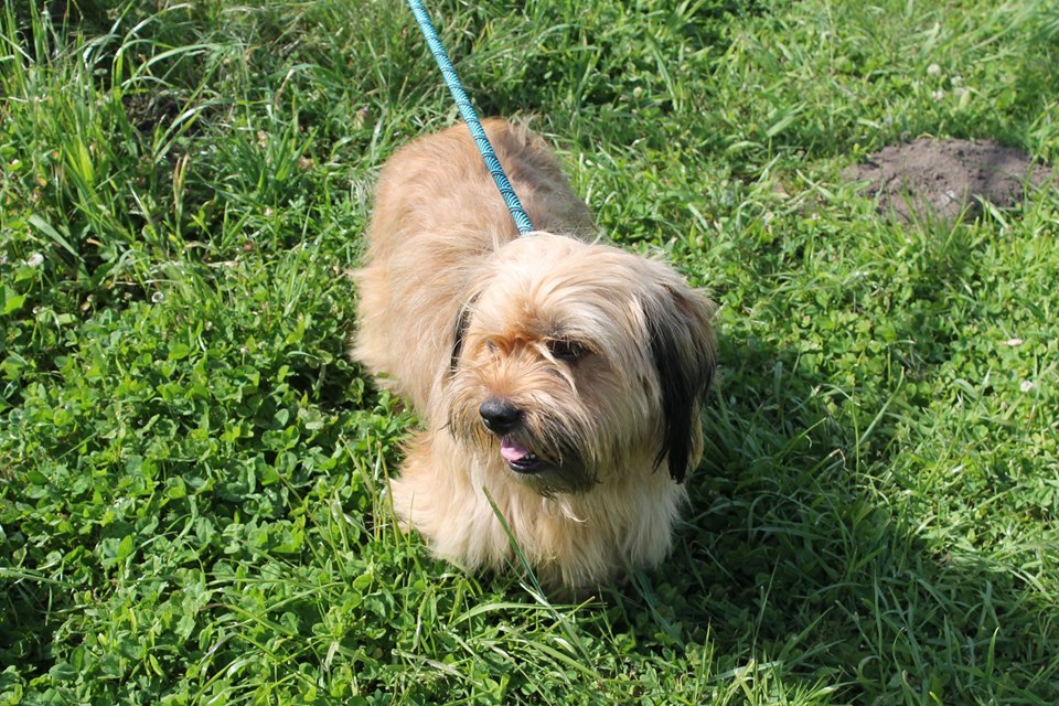 Mavis, an adoptable Terrier, Poodle in Puyallup, WA, 98372 | Photo Image 4