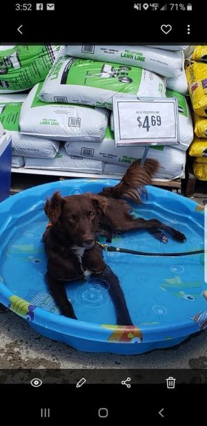 . Kahlua PR Setter Colliex .