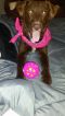 . Kahlua PR Setter Colliex .