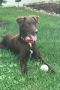 . Kahlua PR Setter Colliex .