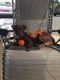 . Kahlua PR Setter Colliex .