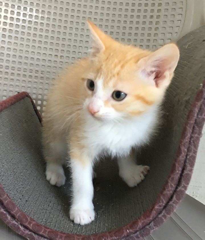 Kittens Available 3