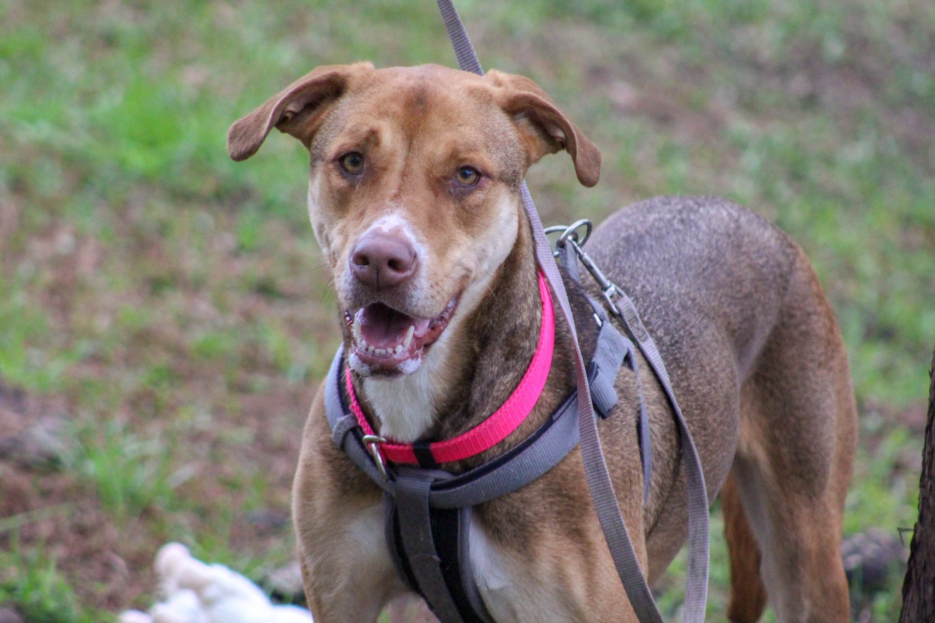 Sparkle, an adoptable Hound, Greyhound in Southington, CT, 06489 | Photo Image 2