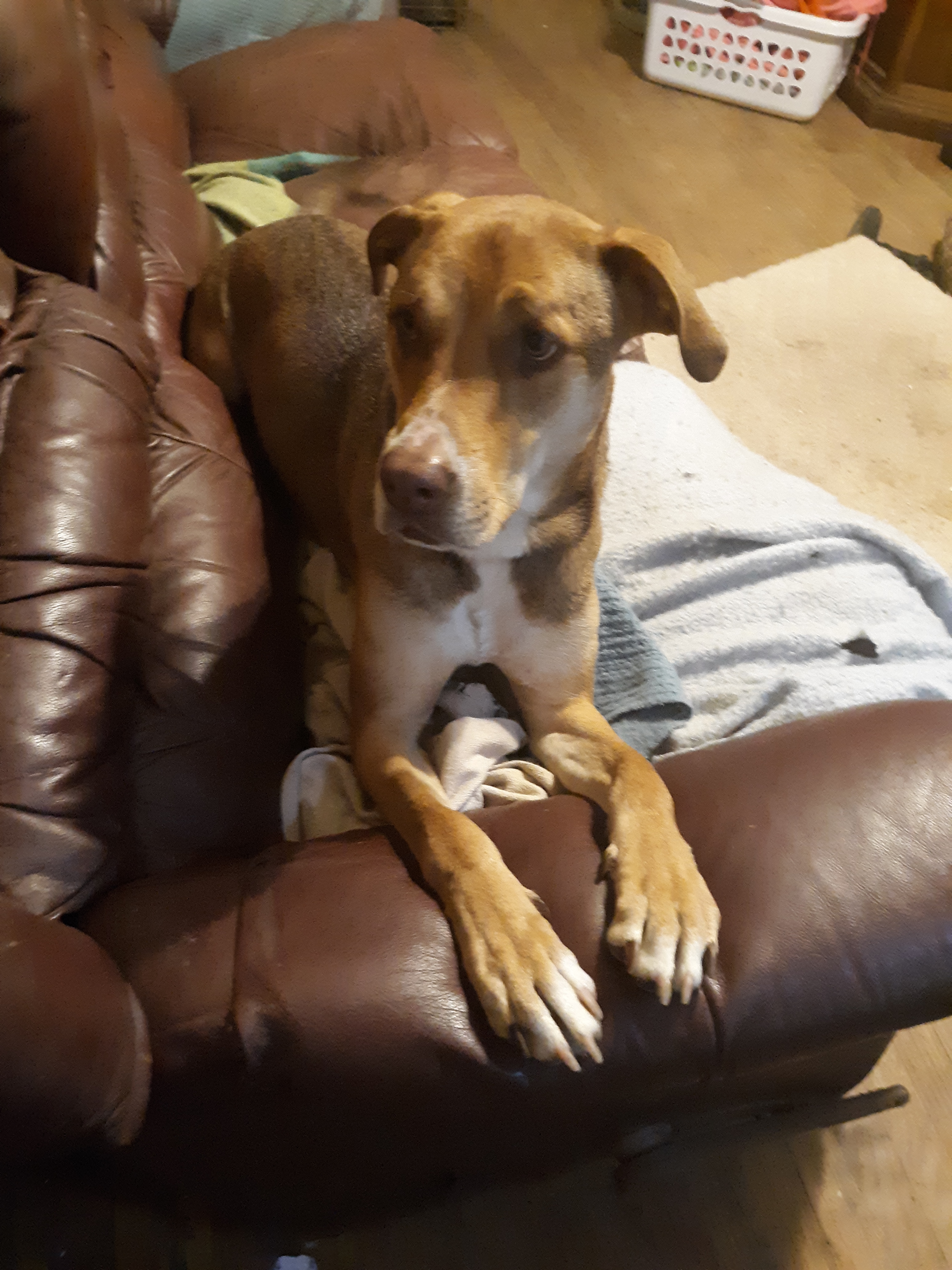 Sparkle, an adoptable Hound, Greyhound in Southington, CT, 06489 | Photo Image 4