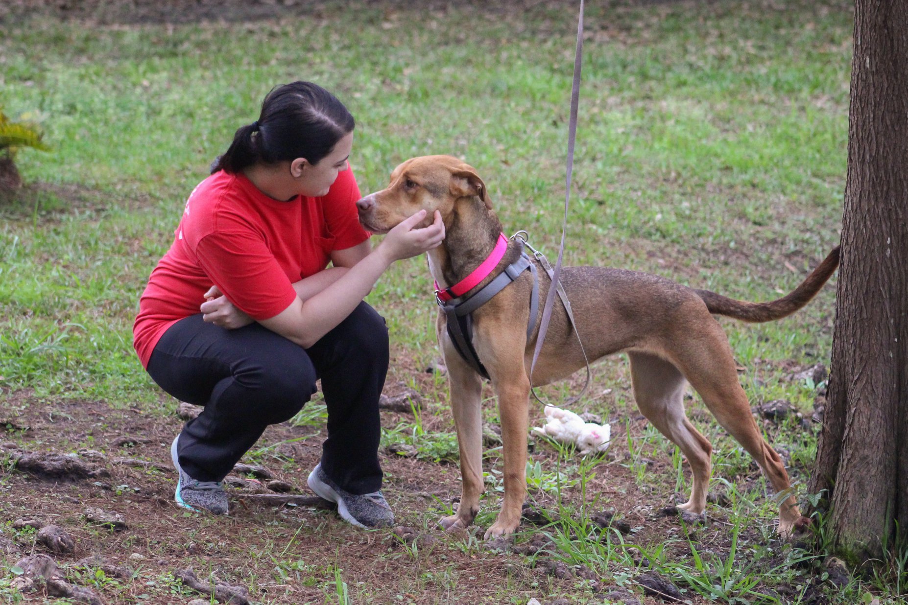 Sparkle, an adoptable Hound, Greyhound in Southington, CT, 06489 | Photo Image 5