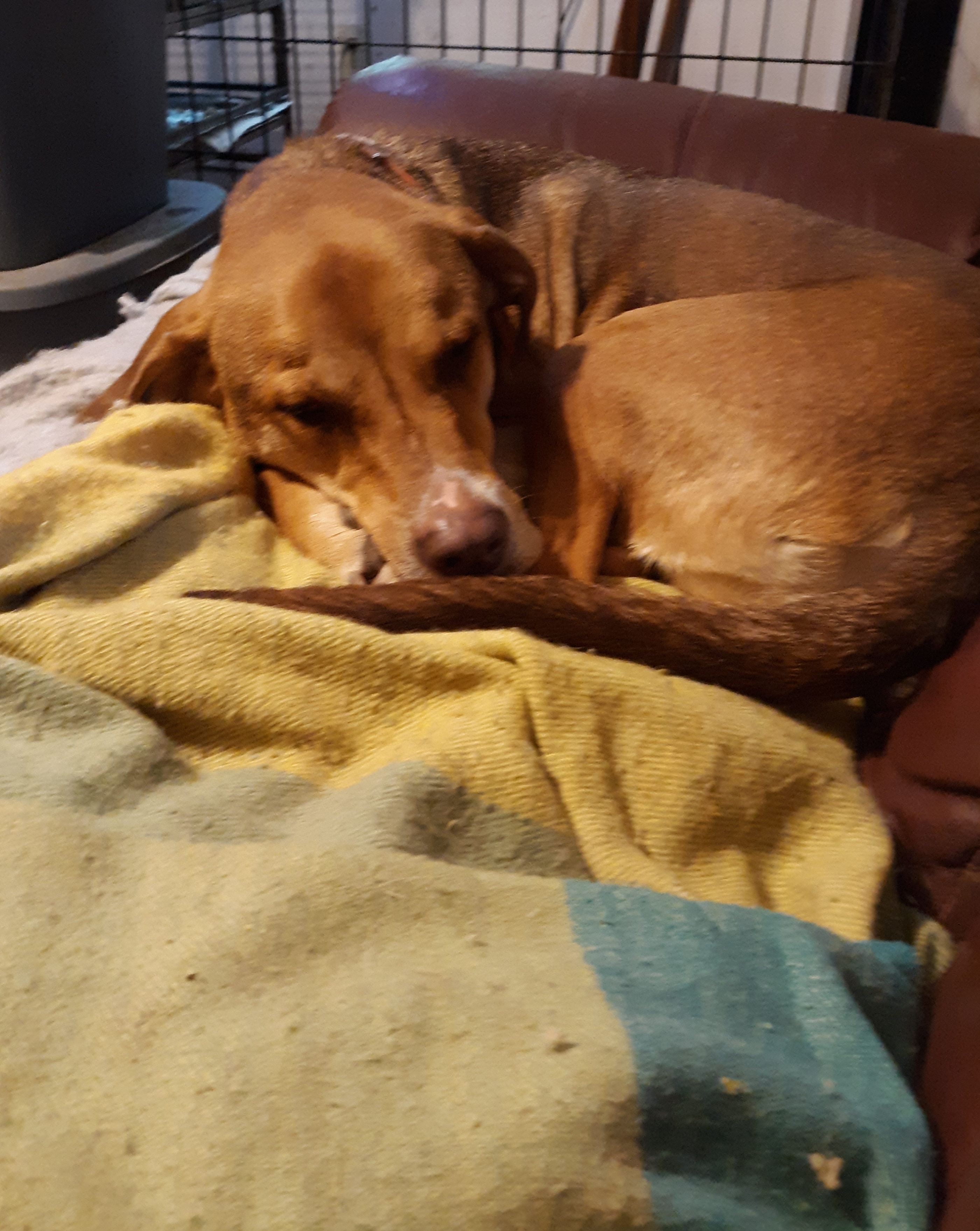 Sparkle, an adoptable Hound, Greyhound in Southington, CT, 06489 | Photo Image 6