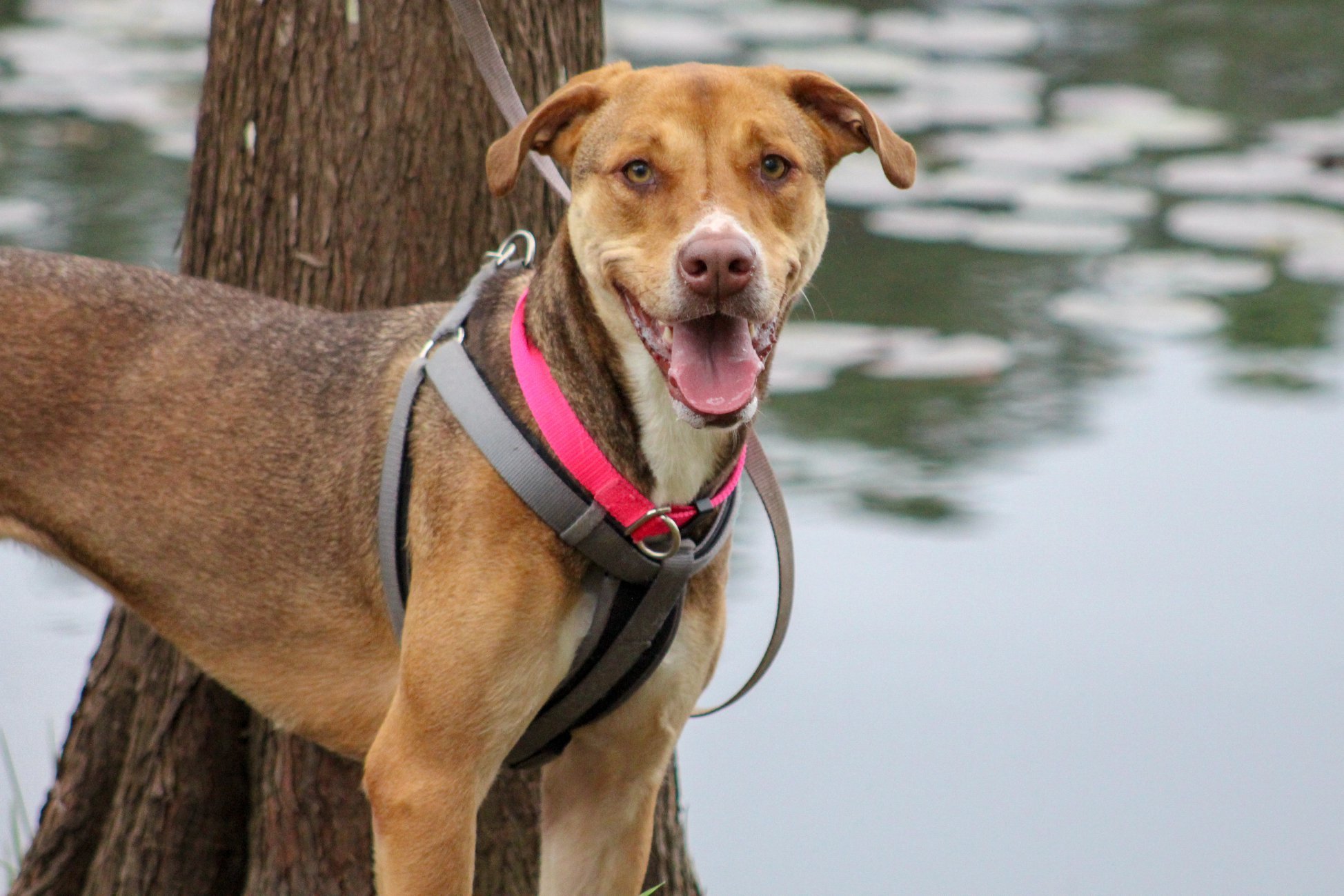 Sparkle, an adoptable Hound, Greyhound in Southington, CT, 06489 | Photo Image 1