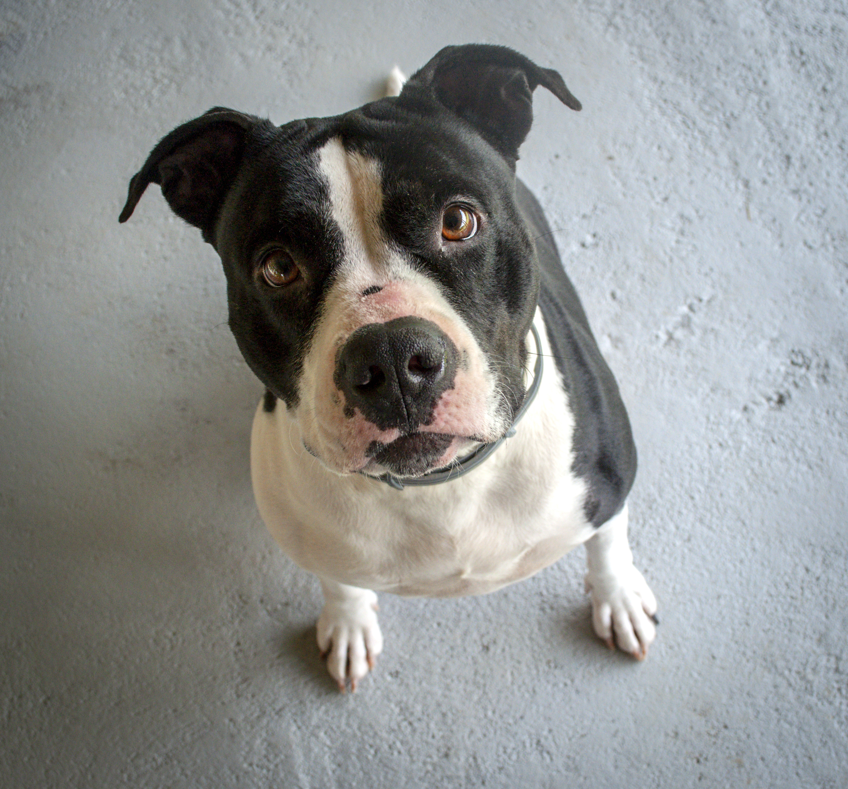 River, an adoptable American Staffordshire Terrier in Tanner, AL, 35671 | Photo Image 2