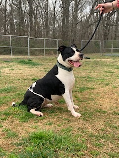 River, an adoptable American Staffordshire Terrier in Tanner, AL, 35671 | Photo Image 3
