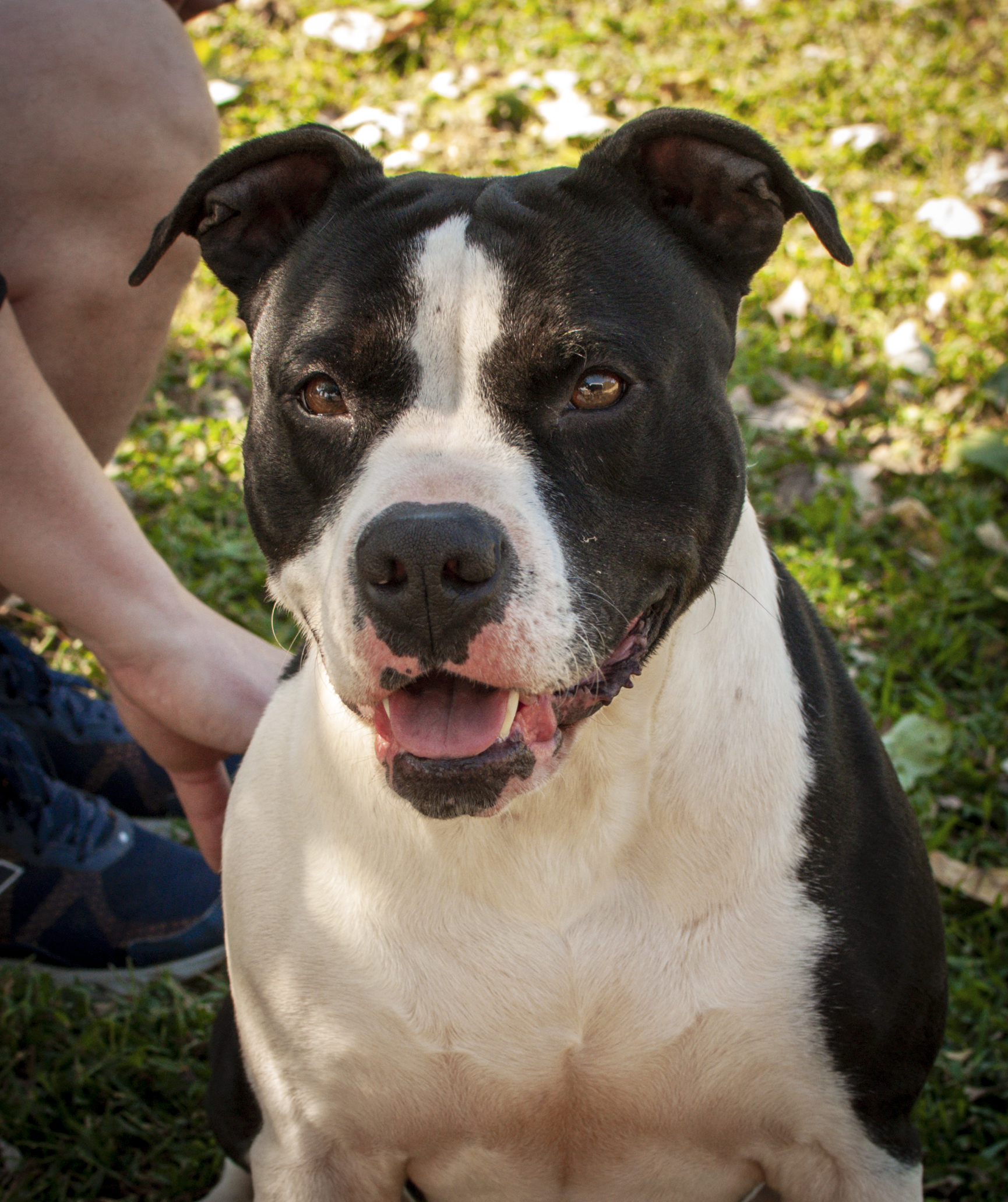 River, an adoptable American Staffordshire Terrier in Tanner, AL, 35671 | Photo Image 4