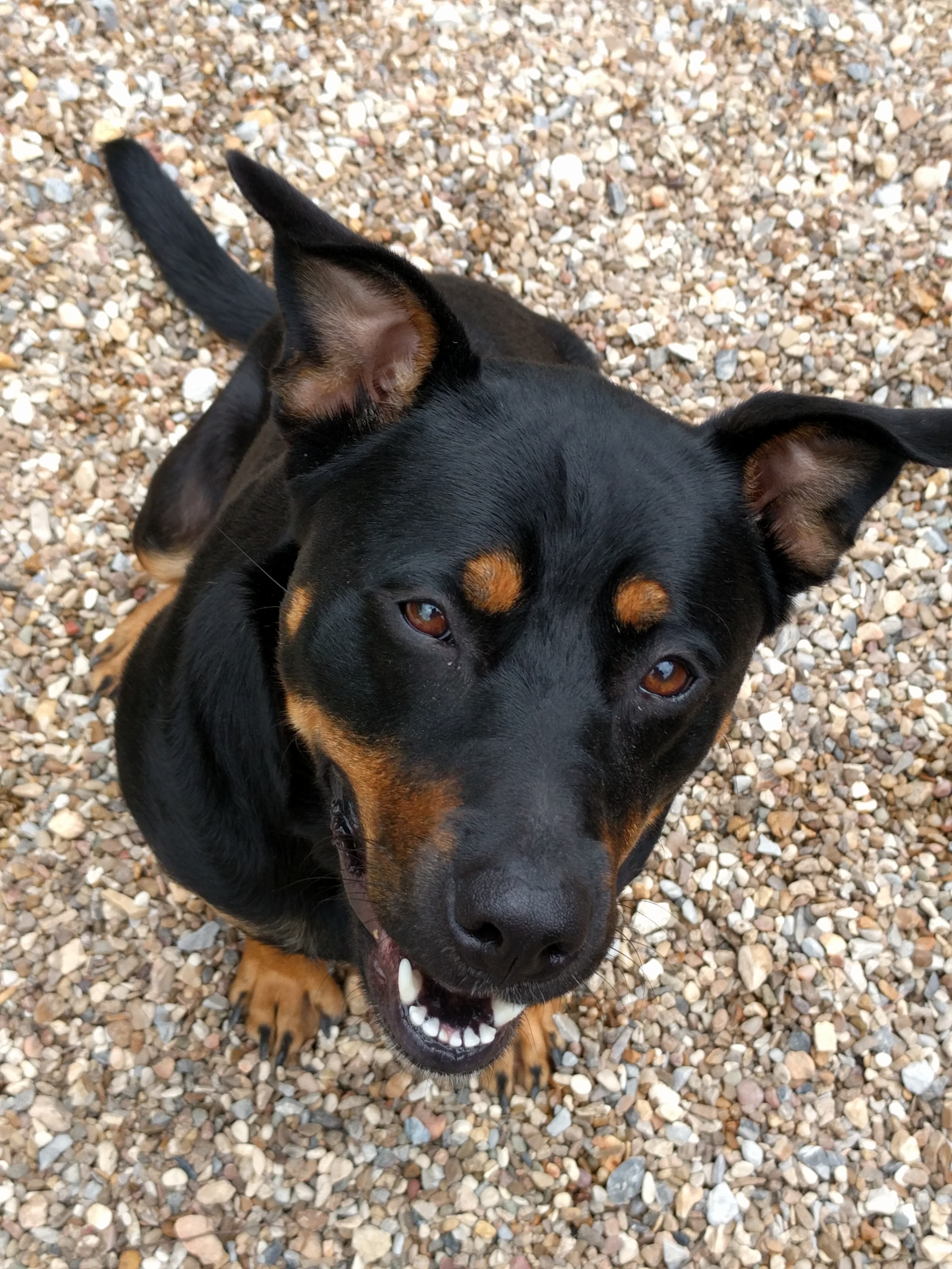 Nadia, an adoptable Rottweiler in Bella Vista, AR, 72714 | Photo Image 1