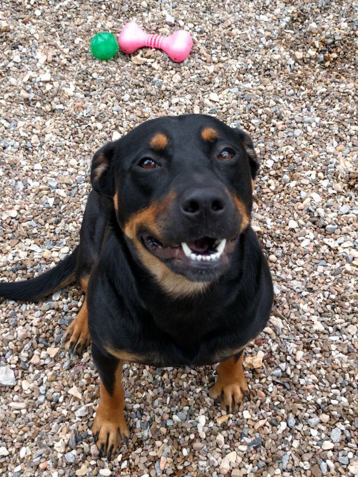 Dog for adoption - Nadia, a Rottweiler Mix in Bella Vista, AR | Petfinder