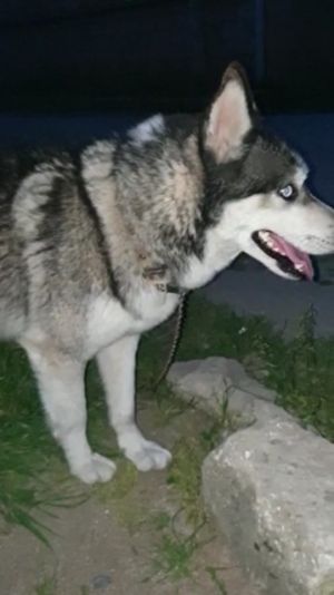 . Maxim Russian Husky .