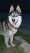 . Maxim Russian Husky .
